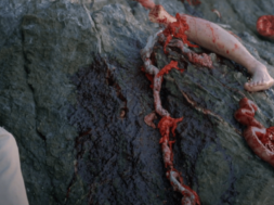 crabs-clip.png