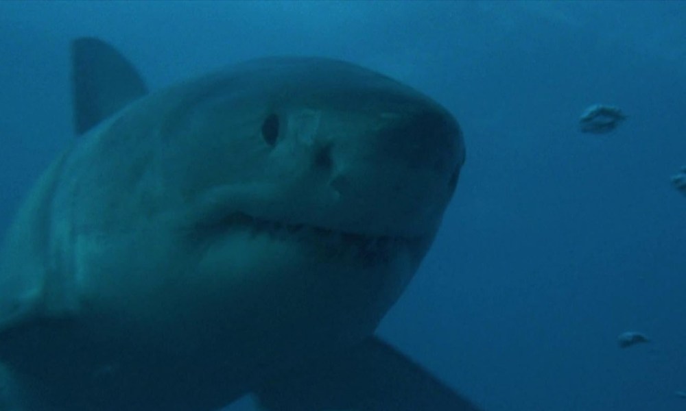 Blue Water, White Death – This Shark Documentary Inspired JAWS