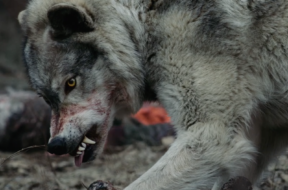 OUT-COME-THE-WOLVES-Still-7-Cropped.png