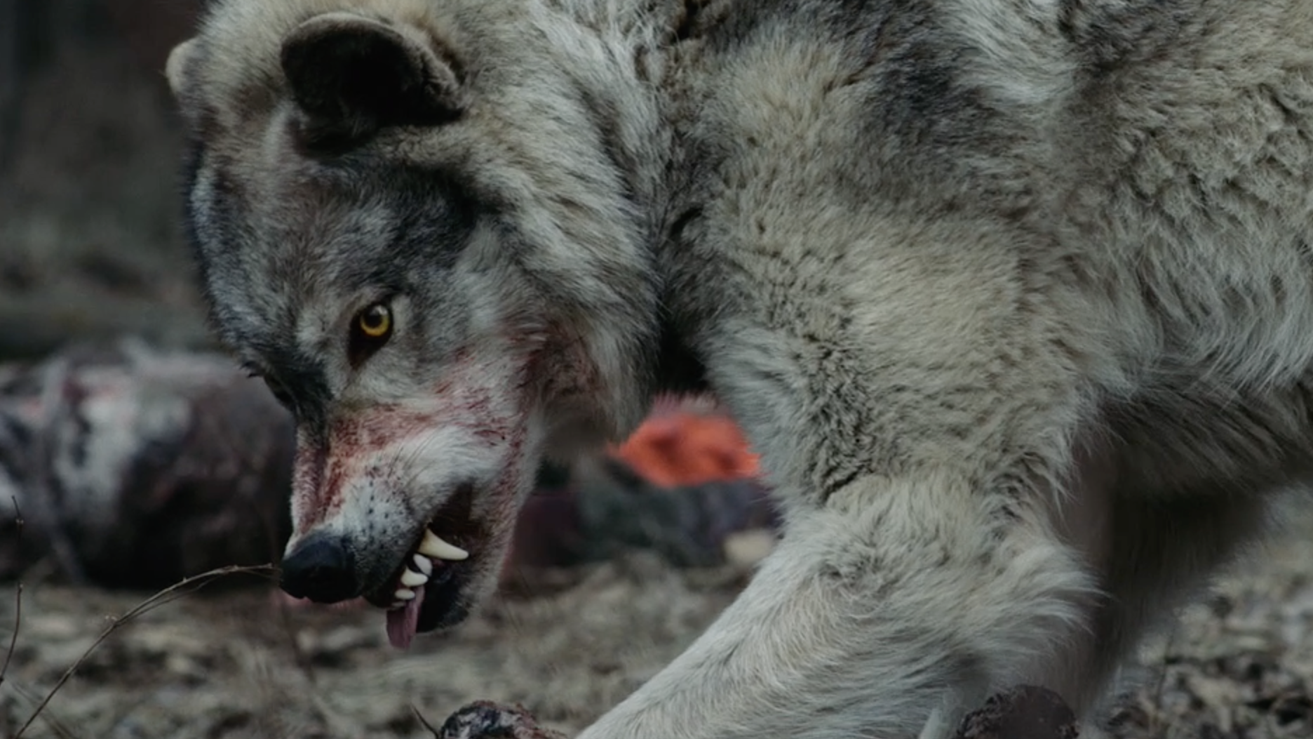 Wild Canines Bring The Blood