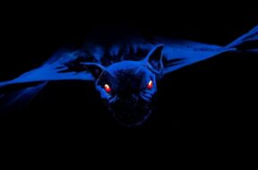 bats1999.jpg