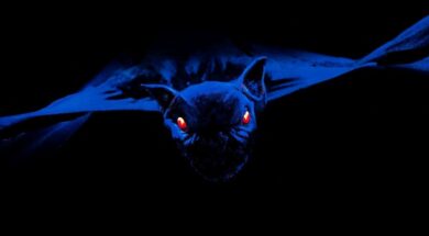 bats1999.jpg