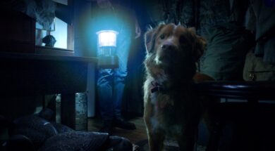 1440x810_0052_good-boy-312951.jpg