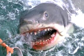 jaws1.width-800.jpg