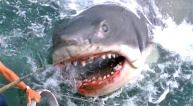 jaws1.width-800.jpg