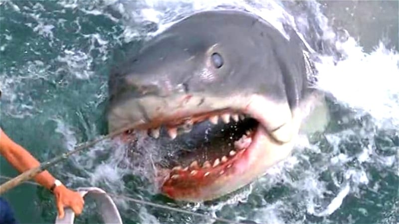 JAWS ( Yes, JAWS) Ruled The Labor Day Box Office