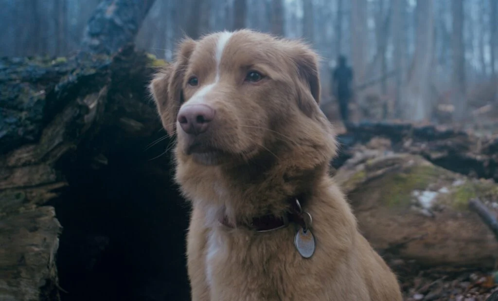 The Best Horror Performance Of 2025 Is Coming To Shudder