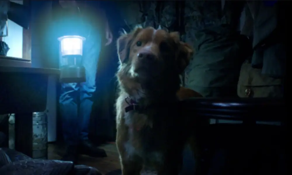 Six Animal Actors in Horror Films that Deserved Oscars