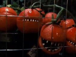 killertomatoes5-teaser.jpg