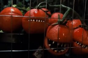 killertomatoes5-teaser.jpg